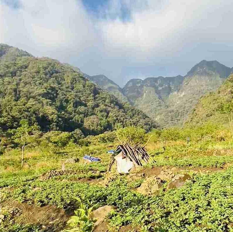 Farmlands during Japfu Trek
