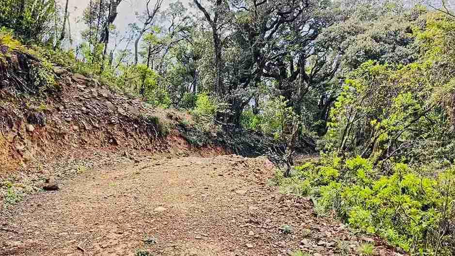 Road to Mount Japfu Trek Peak